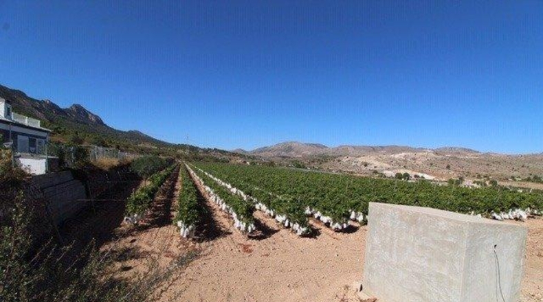 Alicante - la Romana - 12000m2