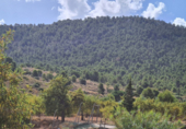 Terreny no urbanitzable en venda a la España, el Fondó dels Frares, ref.: TR116412 foto