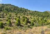 Terreny no urbanitzable en venda a la España, el Fondó dels Frares, ref.: TR116412 foto