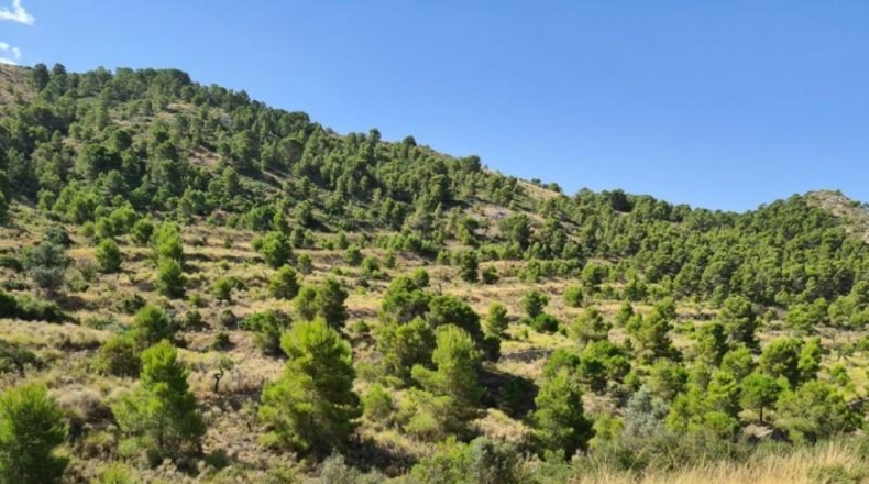 Alicante - Hondón de los Frailes - 25000m2