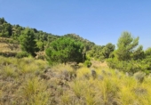 Terreny no urbanitzable en venda a la España, el Fondó dels Frares, ref.: TR116412 foto
