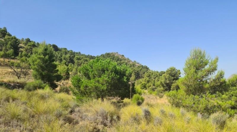 Alicante - Hondón de los Frailes - 25000m2