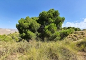 Terreny no urbanitzable en venda a la España, el Fondó dels Frares, ref.: TR116412 foto