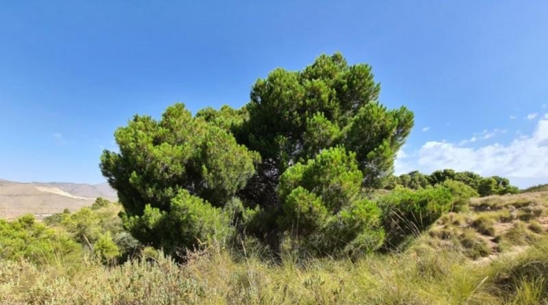 Alicante - Hondón de los Frailes - 25000m2