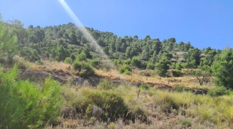Alicante - Hondón de los Frailes - 25000m2