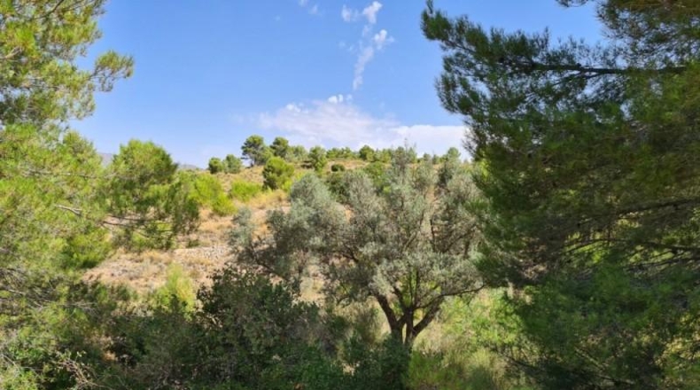 Alicante - Hondón de los Frailes - 25000m2
