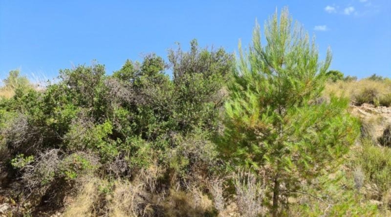 Alicante - Hondón de los Frailes - 25000m2