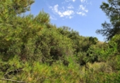 Terreny no urbanitzable en venda a la España, el Fondó dels Frares, ref.: TR116412 foto