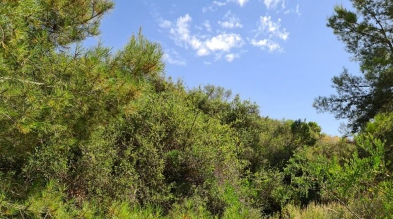 Alicante - Hondón de los Frailes - 25000m2