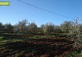 Terreny no urbanitzable en venda a la España, Alcolea, ref.: TR115503 foto