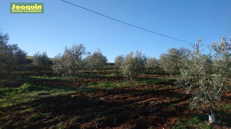 Córdoba - Córdoba - 3584m2