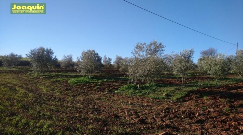 Córdoba - Córdoba - 3584m2