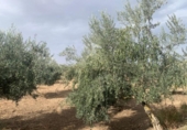 Non-developable land for sale on España, Los Llanos, ref: TR121886 photo
