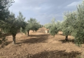 Non-developable land for sale on España, Los Llanos, ref: TR121886 photo