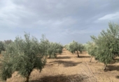Non-developable land for sale on España, Los Llanos, ref: TR121886 photo