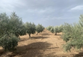 Non-developable land for sale on España, Los Llanos, ref: TR121886 photo