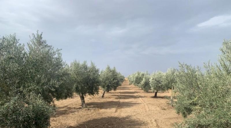 Granada - Los Llanos - 7227m2