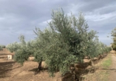 Non-developable land for sale on España, Los Llanos, ref: TR121886 photo