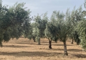 Non-developable land for sale on España, Los Llanos, ref: TR121886 photo