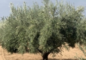 Non-developable land for sale on España, Los Llanos, ref: TR121886 photo