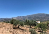 Non-developable land for sale on España, Los Llanos, ref: TR121886 photo