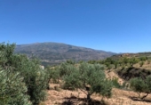 Non-developable land for sale on España, Los Llanos, ref: TR121886 photo