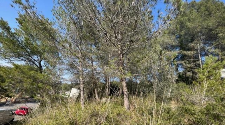 Barcelona - Canyelles - 990m2