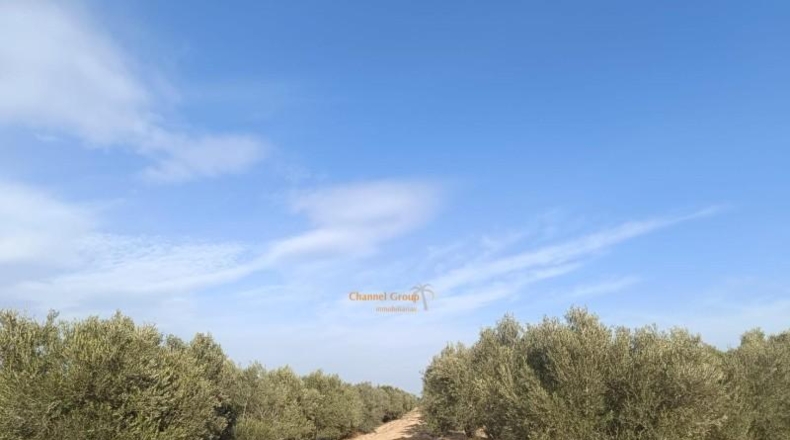 Alicante - Elche - 9700m2
