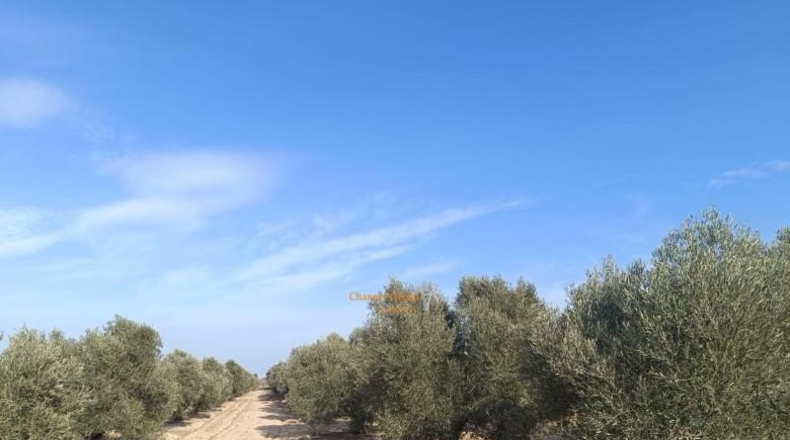 Alicante - Elche - 9700m2