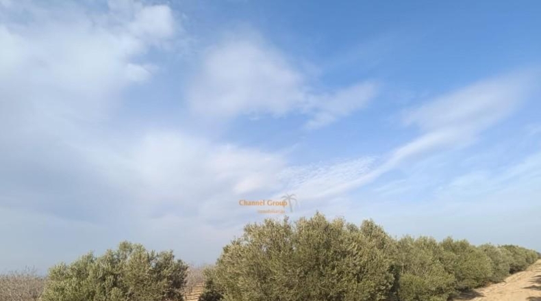 Alicante - Elche - 9700m2