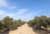 Terreny no urbanitzable en venda a la España, Elx, ref.: TR118174 foto