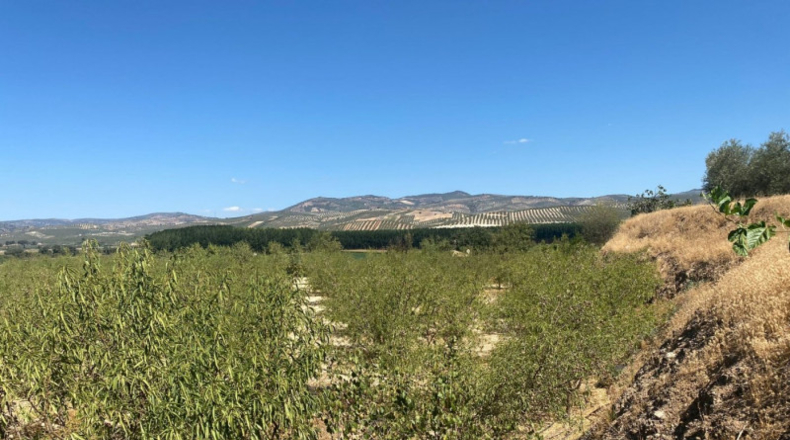 Granada - Huétor Tájar - 5000m2