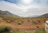 Земля на продажу у города Algueña Фото