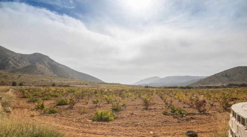 Alicante - Algueña - 30100m2