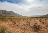 Земля на продажу у города Algueña Фото