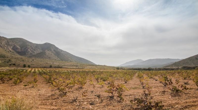 Alicante - Algueña - 30100m2
