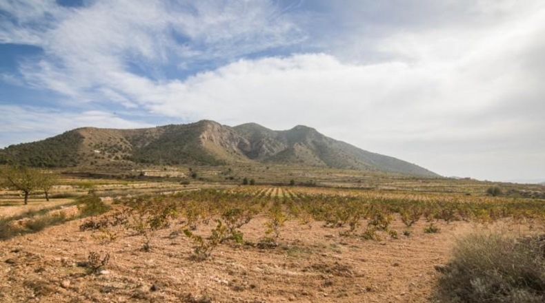 Alicante - Algueña - 30100m2