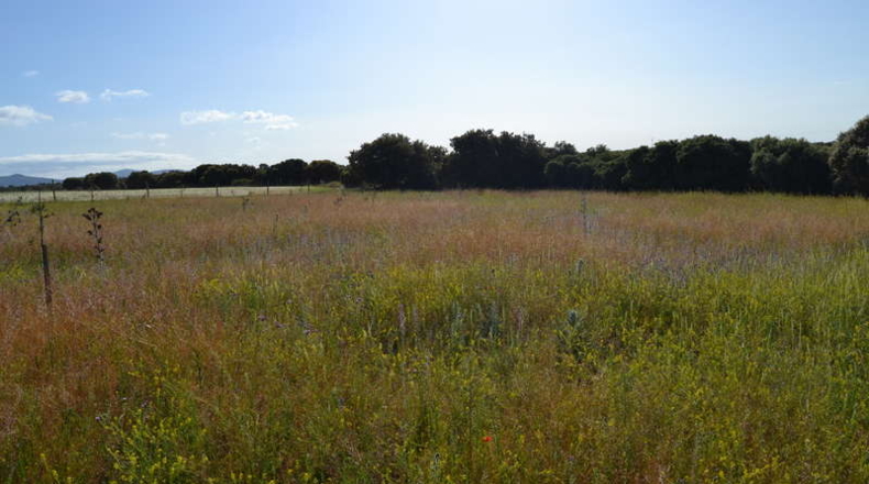 Ciudad Real - La Solana - 130000m2