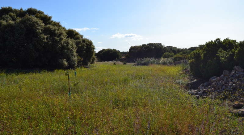 Ciudad Real - La Solana - 130000m2