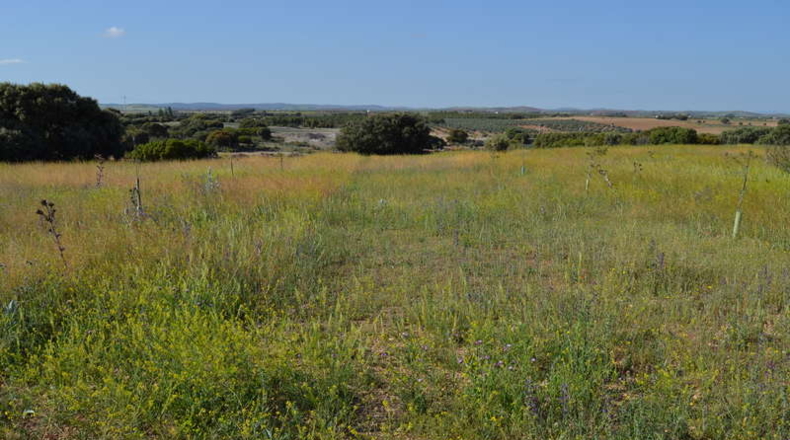 Ciudad Real - La Solana - 130000m2