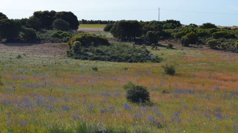 Ciudad Real - La Solana - 130000m2