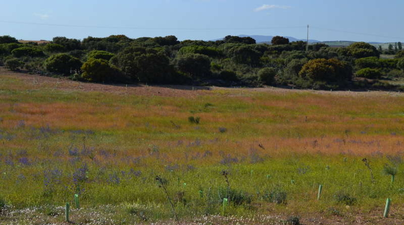 Ciudad Real - La Solana - 130000m2