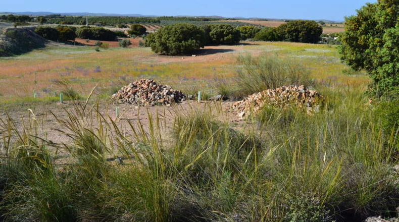 Ciudad Real - La Solana - 130000m2