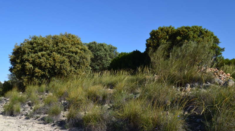 Ciudad Real - La Solana - 130000m2