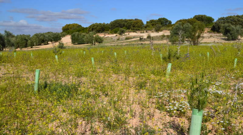 Ciudad Real - La Solana - 130000m2