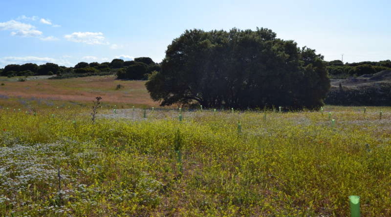 Ciudad Real - La Solana - 130000m2