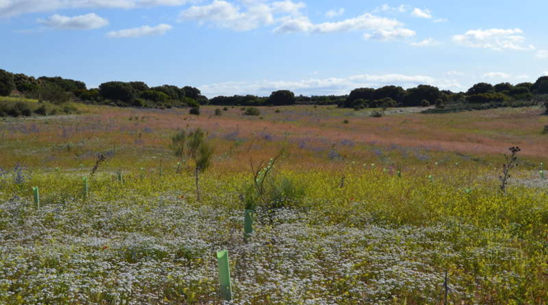 Ciudad Real - La Solana - 130000m2