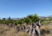Detached villa with land for sale on España, Xerta, ref: TR269491 photo