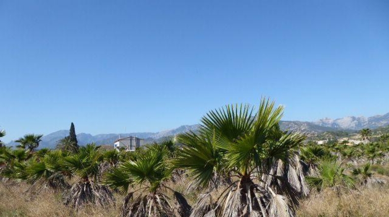 Tarragona - Xerta - 11000m2