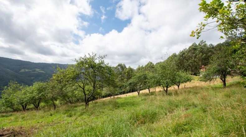 Asturias - Villaviciosa - 3900m2